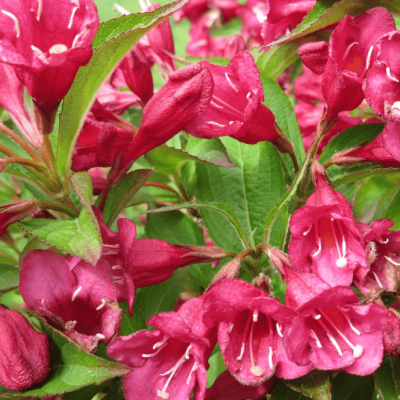 Вейгела Румба Вейгела Румба фото