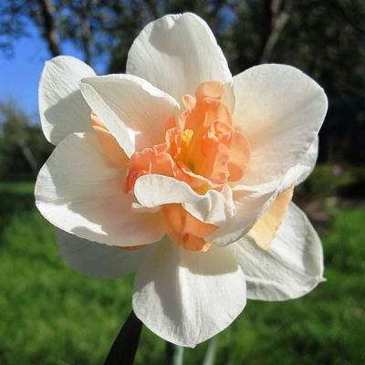 Нарцисс Реплит Нарцисс Реплит фото