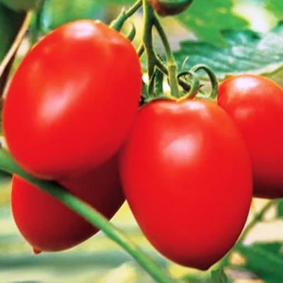 Томат Колибри F1(Clause/Франция) Томат Колибри F1(Clause/Франция) фото