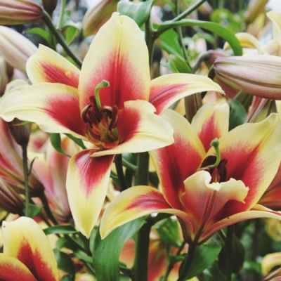 Лилия Флавия Лилия Флавия - Dolina-Sad.Ru