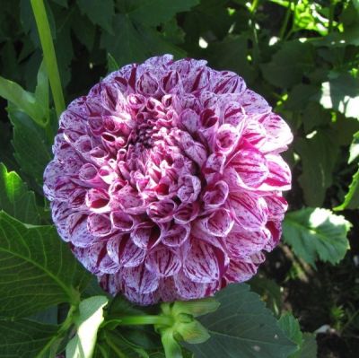 Георгина Марбл Болл Георгина Марбл Болл фото