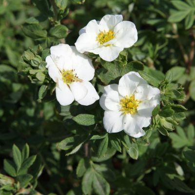 Лапчатка Крем Брюле Лапчатка Крем Брюле - Dolina-Sad.Ru