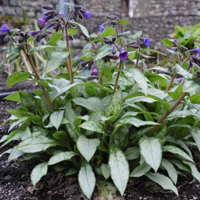 Медуница Маджести Медуница Маджести - Dolina-Sad.Ru