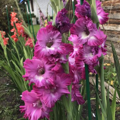 Гладиолус Наблус Фриззл Гладиолус Наблус Фриззл - Dolina-Sad.Ru