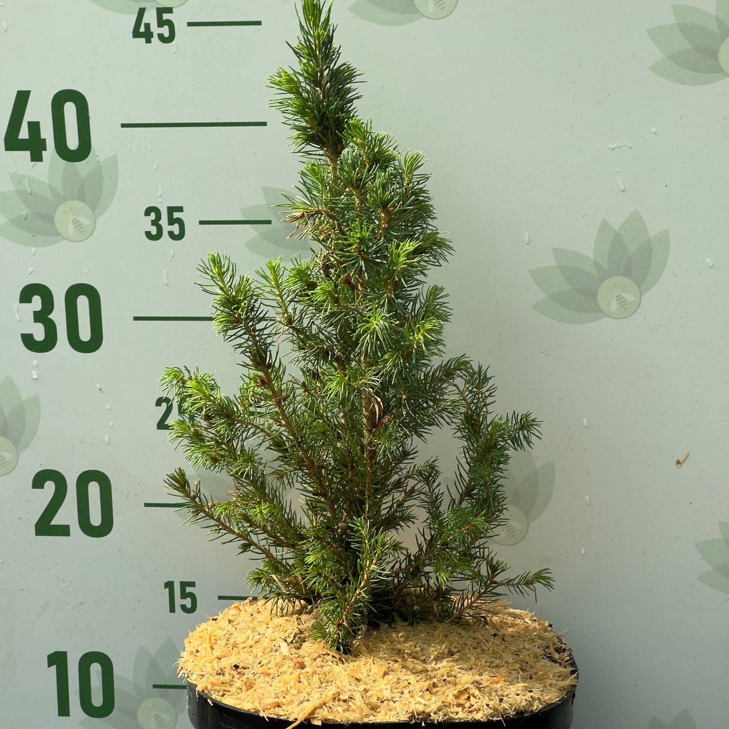 Ель сизая Коника Десембер, С3 Ель сизая Коника Десембер, С3 - Dolina-Sad.Ru