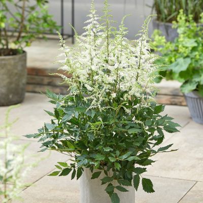 Астильба гибридная Изи Лисенинг Астильба гибридная Изи Лисенинг - Dolina-Sad.Ru