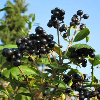 Бирючина обыкновенная Листрум Бирючина обыкновенная Листрум - Dolina-Sad.Ru