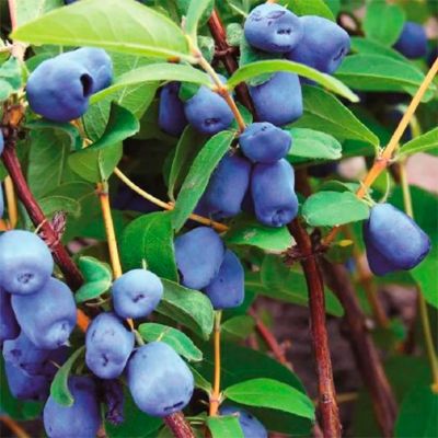 Жимолость съедобная Успех Жимолость съедобная Успех - Dolina-Sad.Ru