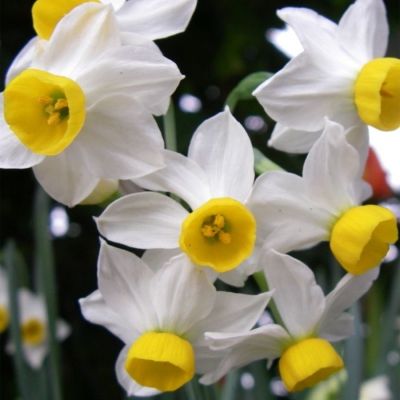 Нарцисс Каналикулатус Нарцисс Каналикулатус - Dolina-Sad.Ru