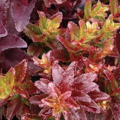 Седум Тачдаун Флейм , x Седум Тачдаун Флейм , x фото