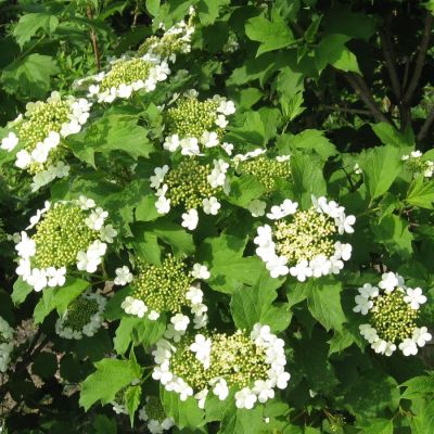 Калина обыкновенная, С3 - Dolina-Sad.Ru