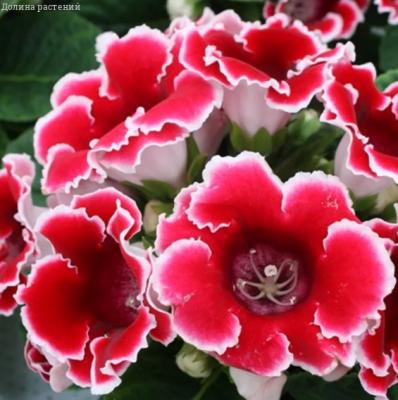Глоксиния Аванти красная с белым краем F1 фото