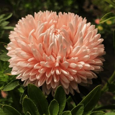 Астра низкорослая Лососевый ковер Астра низкорослая Лососевый ковер фото