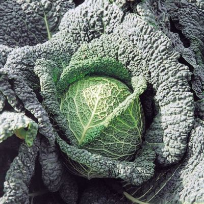 Капуста савойская Мелисса F1 (Голландия) Н19 Капуста савойская Мелисса F1 (Голландия) Н19 фото