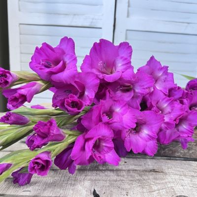 Гладиолус Фуксия Темптейшн - Dolina-Sad.Ru