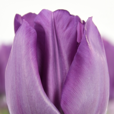 Тюльпан Сайгон - Dolina-Sad.Ru