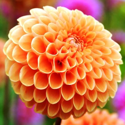 Георгина Сильвия Георгина Сильвия фото