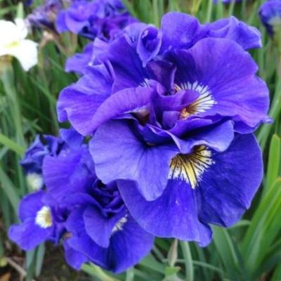 Ирис Конкорд Кранчь Ирис Конкорд Кранчь фото