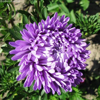 Астра Затмение Астра Затмение фото