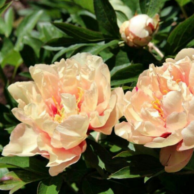 Ито-пион Кенари Бриллиантс Ито-пион Кенари Бриллиантс фото