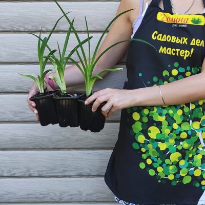 Лилейник махровый Дабл Дрим фото