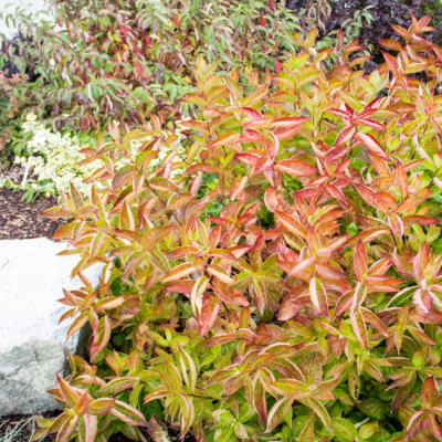 Вейгела цветущая Вингс оф Файер Вейгела цветущая Вингс оф Файер фото