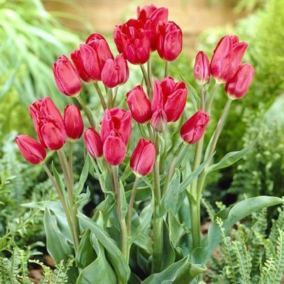 Тюльпан Мери Гоу Раунд фото