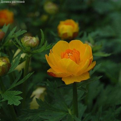 Купальница Оранж Крест - Dolina-Sad.Ru