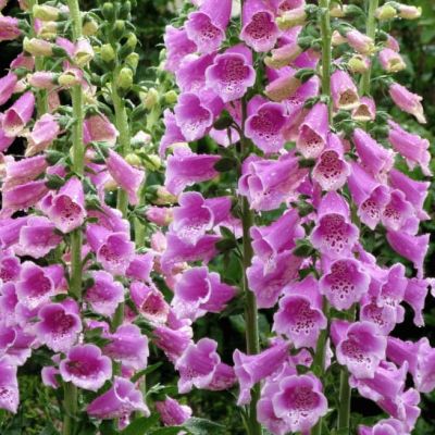 Наперстянка Зарница Наперстянка Зарница фото