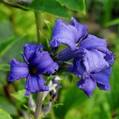 Клематис Кассандра Клематис Кассандра фото