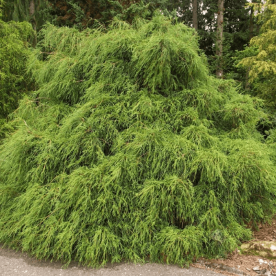 Кипарисовик горохоплодный Филифера Грацилис Кипарисовик горохоплодный Филифера Грацилис фото