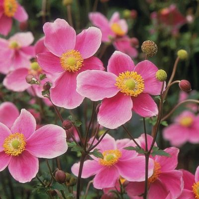 Анемона Хадспен Эбанденс Анемона Хадспен Эбанденс - Dolina-Sad.Ru