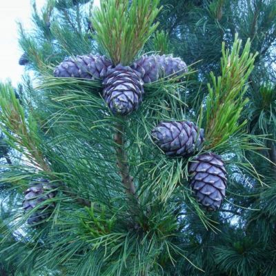 Сосна сибирская (сибирский кедр) Сосна сибирская (сибирский кедр) фото