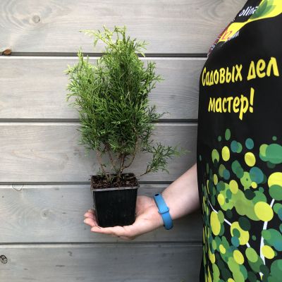 Кипарисовик туполистный Драт Кипарисовик туполистный Драт фото