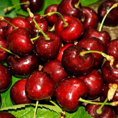 Вишня Уйфехертой Фюртош Вишня Уйфехертой Фюртош фото