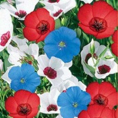 Лен Мозаика, крупноцв. смесь Лен Мозаика, крупноцв. смесь фото