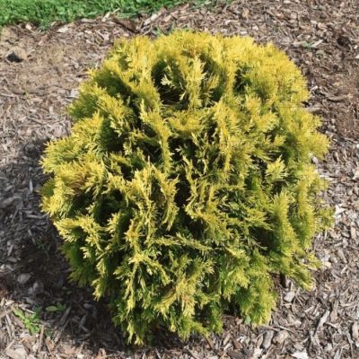 Туя западная Харвест Мун Туя западная Харвест Мун - Dolina-Sad.Ru