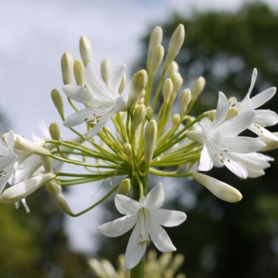 Агапантус Полар Айс Агапантус Полар Айс - Dolina-Sad.Ru