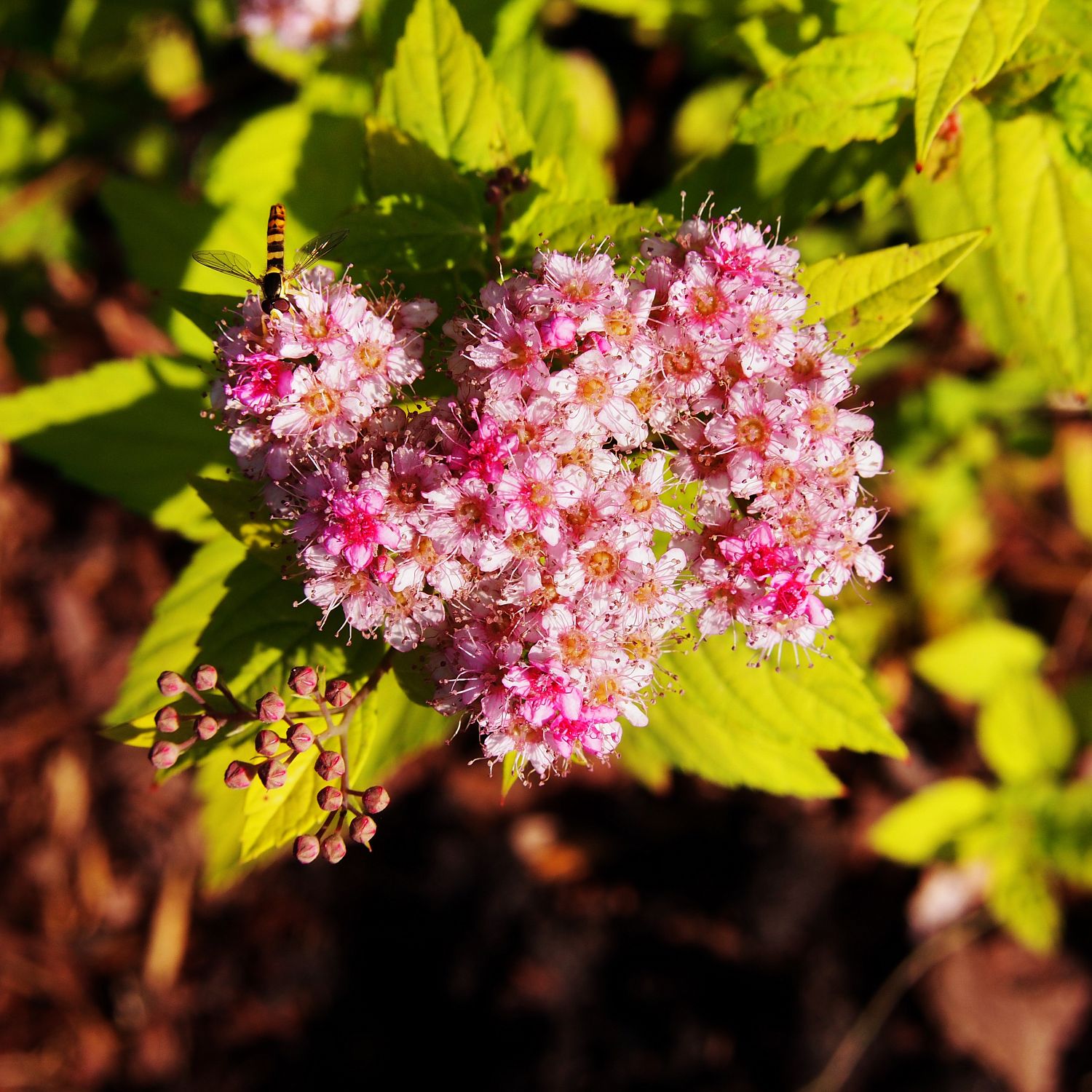Спирея японская Голден Джек, С2 Спирея японская Голден Джек, С2 - Dolina-Sad.Ru
