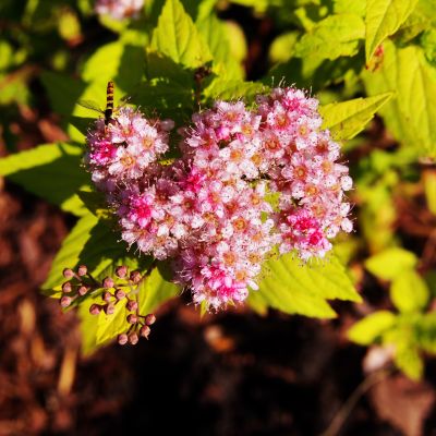 Спирея японская Голден Джек, С2 Спирея японская Голден Джек, С2 - Dolina-Sad.Ru