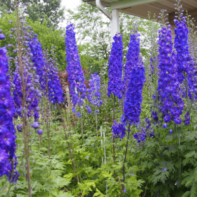 Дельфиниум Пацифик Кинг Артур , P9 Дельфиниум Пацифик Кинг Артур , P9 фото