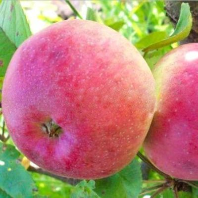 Яблоня Медуница/Летняя Яблоня Медуница/Летняя фото