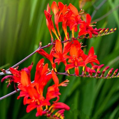 Крокосмия гибридная Файр Кинг Крокосмия гибридная Файр Кинг - Dolina-Sad.Ru