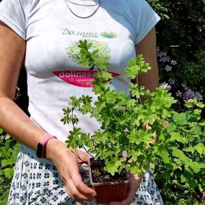 Лапчатка Крем Брюле Лапчатка Крем Брюле - Dolina-Sad.Ru