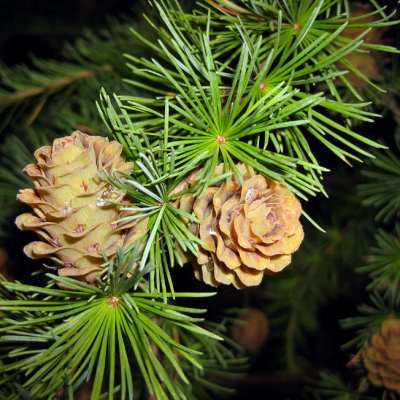 Лиственница тонкочешуйчатая Лиственница тонкочешуйчатая фото