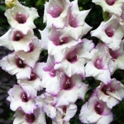 Гладиолус Матанзас (10 шт) Гладиолус Матанзас (10 шт) фото