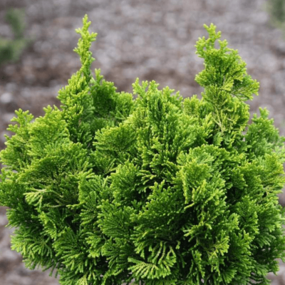 Кипарисовик туполистный Драт Кипарисовик туполистный Драт фото