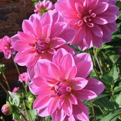 Георгина Онеста Георгина Онеста - Dolina-Sad.Ru