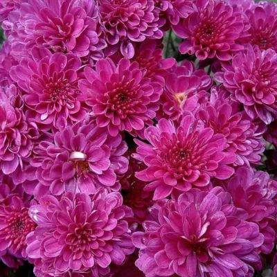 Хризантема мультифлора Бронсоуд Пурпл - Dolina-Sad.Ru