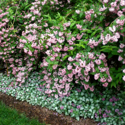 Дейция гибридная Турбиллон Руж Дейция гибридная Турбиллон Руж фото